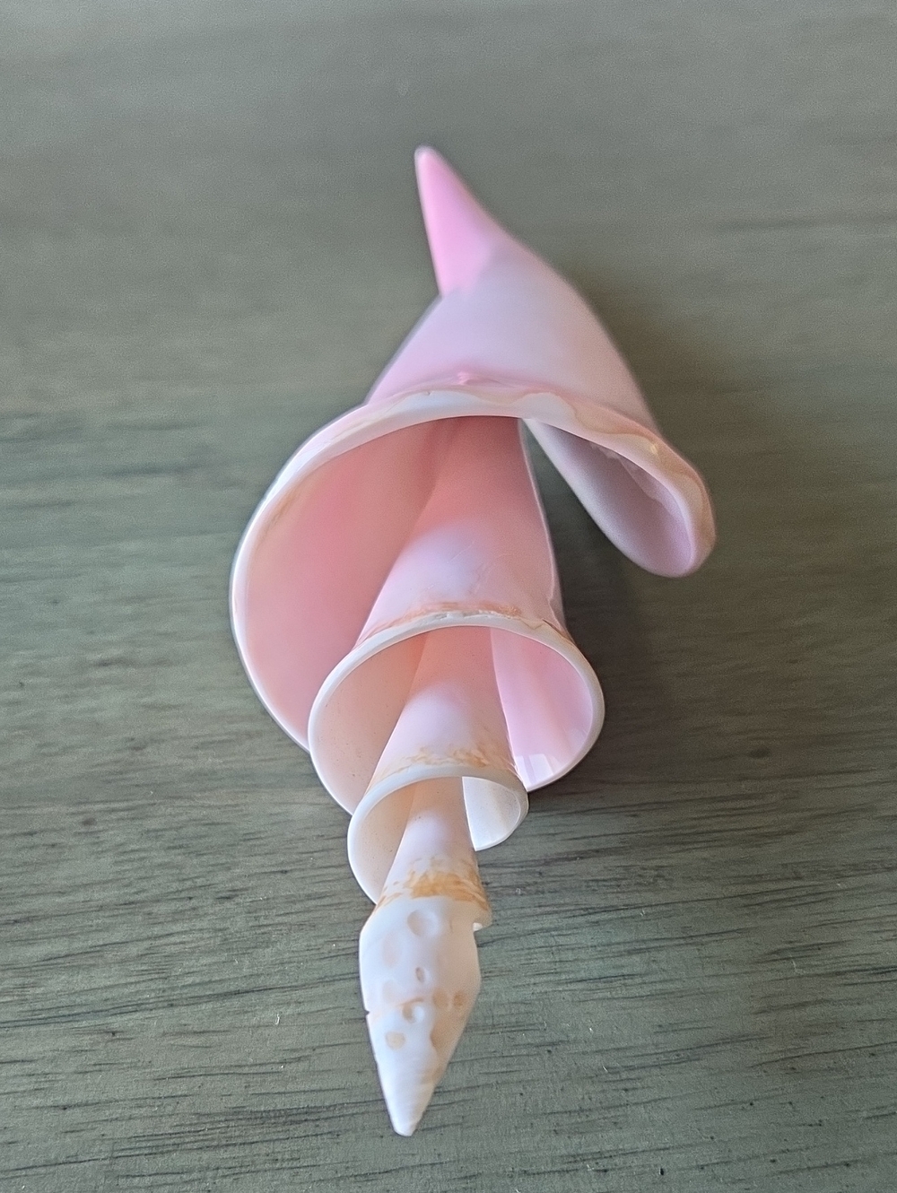 Beautiful Pink & White Spiral Shell
